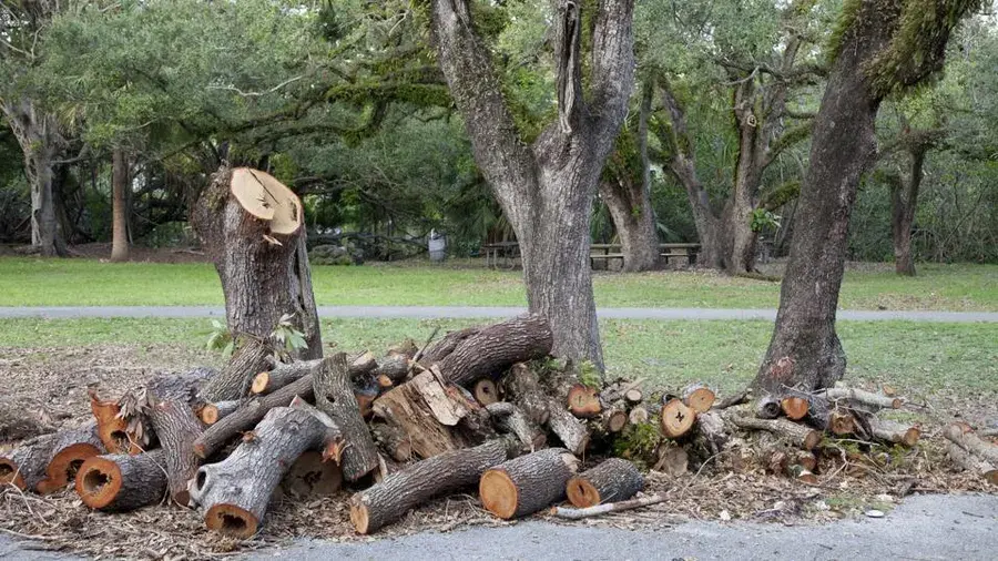 Tree Removal Service Image